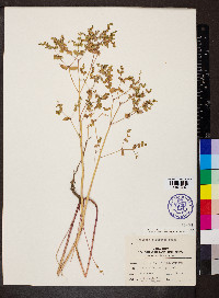 Euphorbia spathulata image