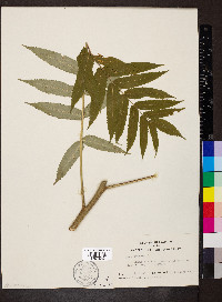 Rhus typhina image