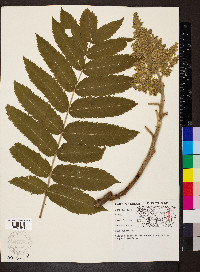 Rhus typhina image