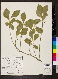 Euonymus obovatus image