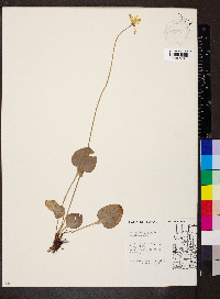 Parnassia glauca image