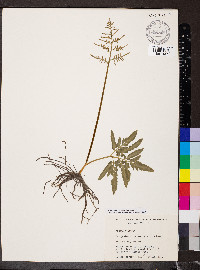 Sceptridium biternatum image