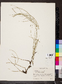 Equisetum bogotense image