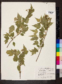 Acer ginnala image