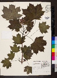 Acer platanoides image