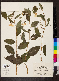 Impatiens pallida image