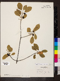 Frangula alnus image