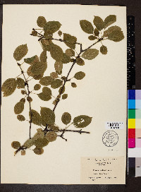 Rhamnus cathartica image