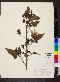 Hibiscus laevis image