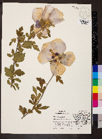 Hibiscus syriacus image