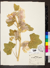 Alcea rosea image