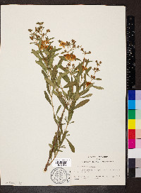 Hypericum prolificum image
