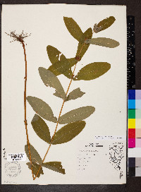 Hypericum tubulosum image