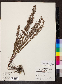 Crocanthemum canadense image