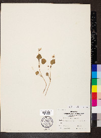 Viola labradorica image
