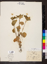 Viola canadensis var. rugulosa image