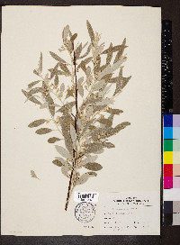 Elaeagnus angustifolia image