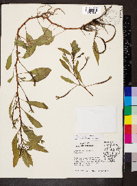 Ludwigia peploides image