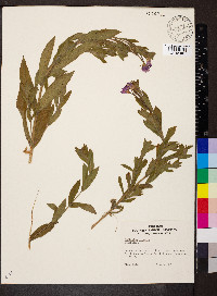 Epilobium hirsutum image