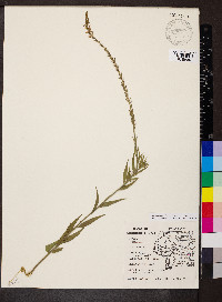 Oenothera curtiflora image