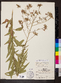 Oenothera filiformis image