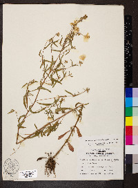 Oenothera fruticosa subsp. fruticosa image