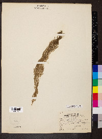 Myriophyllum heterophyllum image