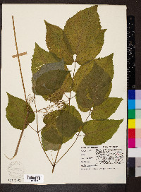 Aralia racemosa image