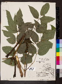 Aralia spinosa image