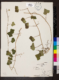 Hedera helix image