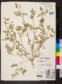 Chaerophyllum procumbens image