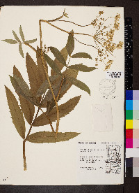 Oxypolis rigidior image