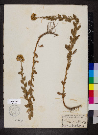 Achillea ageratifolia image