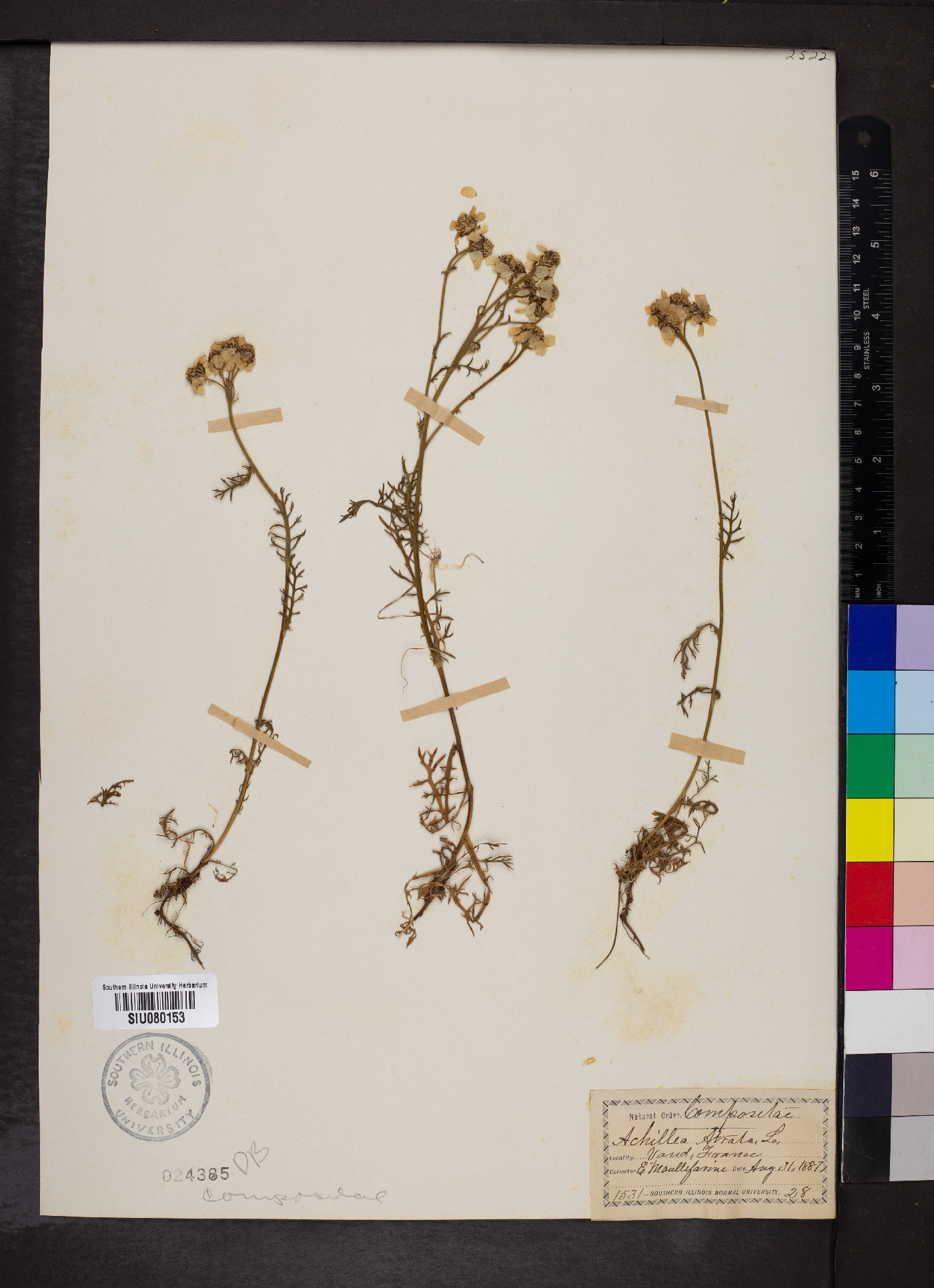 Achillea distans subsp. stricta image