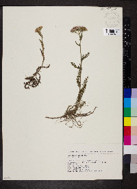 Achillea millefolium subsp. millefolium image