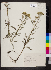 Achillea millefolium subsp. millefolium image