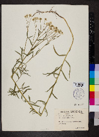 Achillea ptarmica image