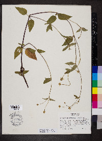 Acmella alba image