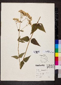 Ageratina aromatica image