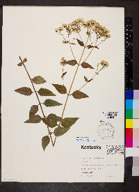 Ageratina aromatica image