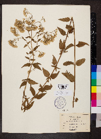 Ageratina aromatica image