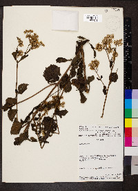 Ageratina pichinchensis image