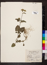 Ageratum conyzoides image