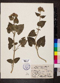 Ageratum conyzoides image