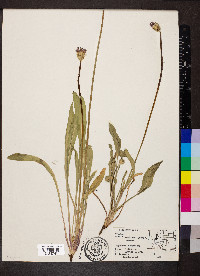 Agoseris aurantiaca image