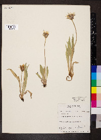 Agoseris glauca image