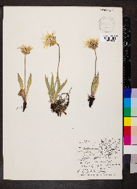 Agoseris glauca image