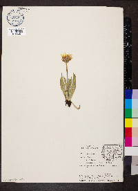 Agoseris glauca image