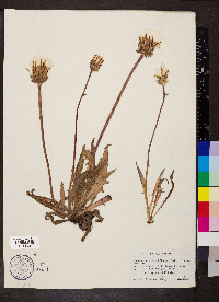 Agoseris grandiflora image