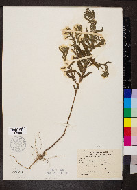 Ambrosia bidentata image